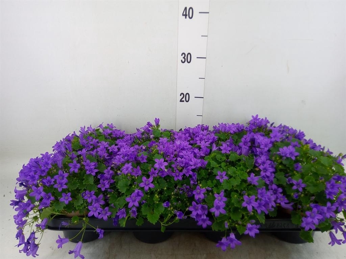 <h4>Campanula porten. 'Porto'</h4>