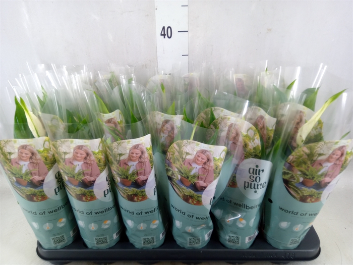 <h4>Spathiphyllum  'Pearl Cupido'</h4>