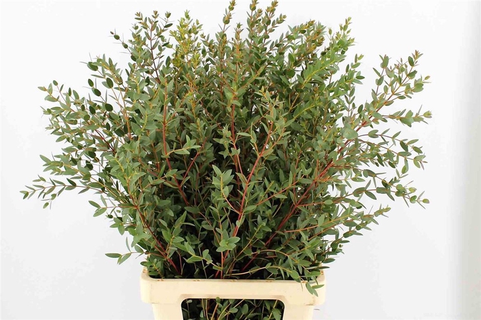 <h4>Euca Parvifolia 150gr P Bunch</h4>