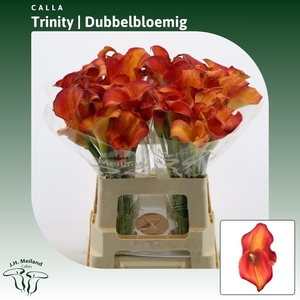 Calla Trinity | Dubbelbloemig