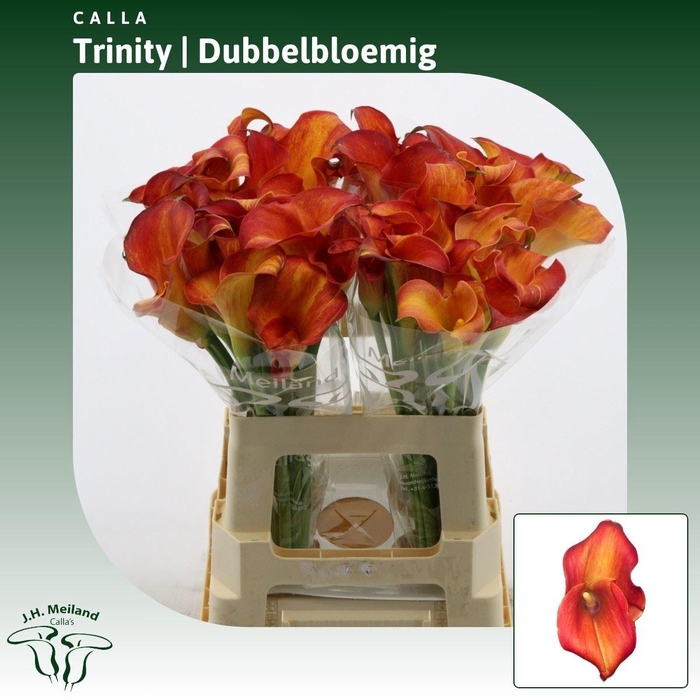 <h4>Calla Trinity | Dubbelbloemig</h4>