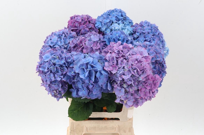 <h4>Hydr M Ch Pimpernel</h4>