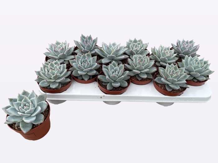 <h4>ECHEV COLORATA</h4>