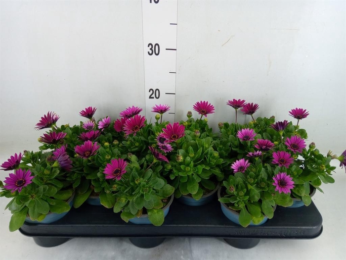 <h4>Osteospermum  'Senorita'   ..mix</h4>