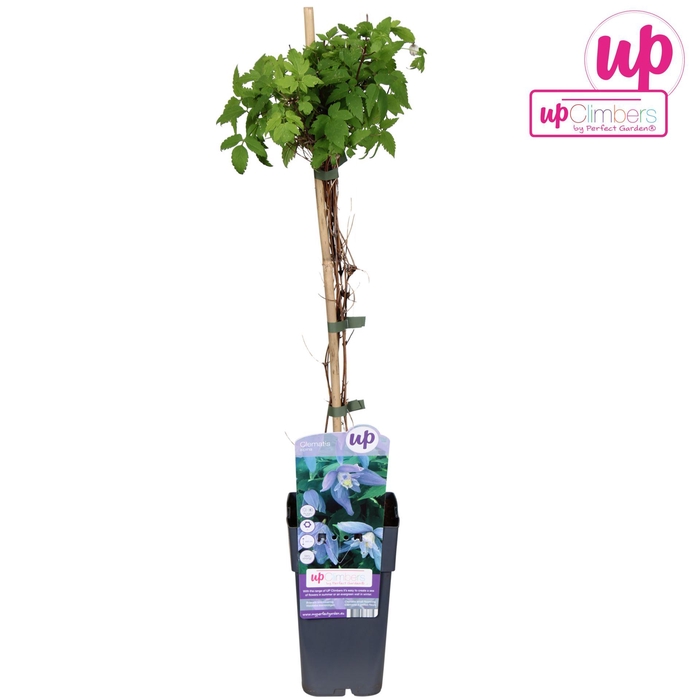 <h4>Clematis alpina</h4>