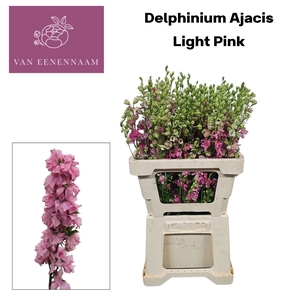 Cons R Q Light Pink