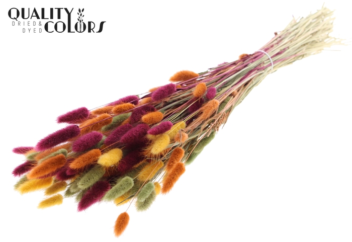 Lagurus Premium per bunch Pumpkin Spice