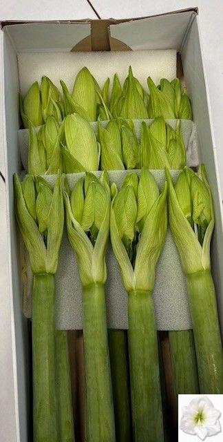 <h4>HIPP GA CASABLANCA</h4>