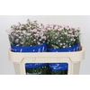 Aster Claudia