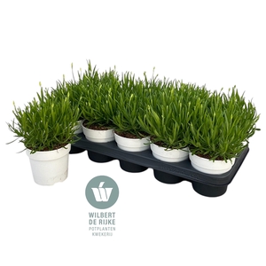 Lavendel angustifolia Aromance White Lavandula