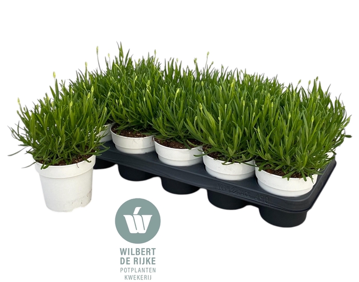 <h4>Lavendel angustifolia Aromance White Lavandula</h4>