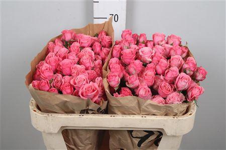 <h4>R Tr Dionne</h4>