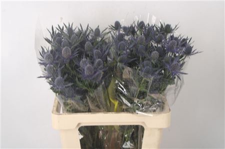 <h4>Eryngium Mag Blue Lagoon</h4>