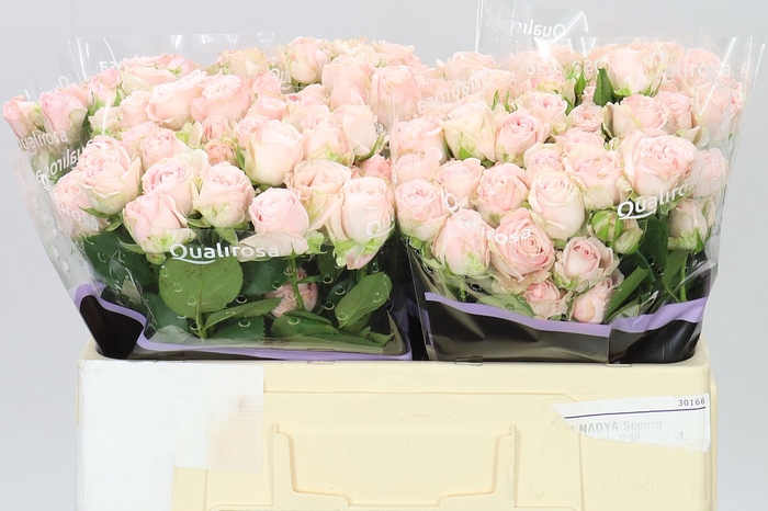 <h4>Rosa Tr Bombastic</h4>