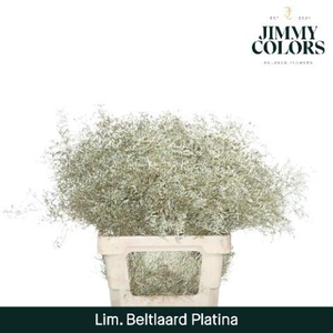Lim Bel L70 Metallic platina