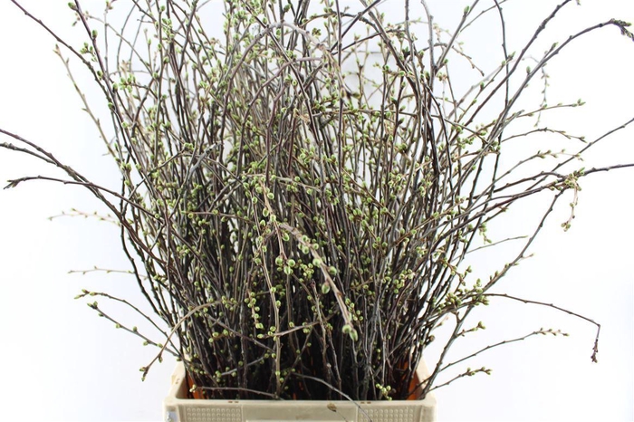 <h4>Kersebloesem P Bos</h4>