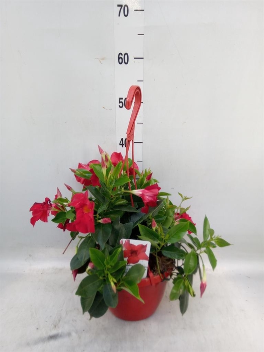 <h4>Mandevilla   ...</h4>