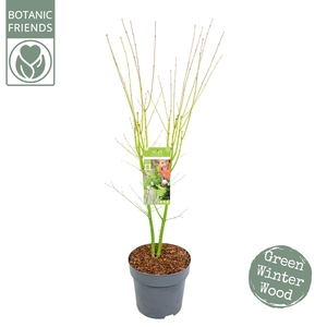 Acer palm. 'Going Green'® C10