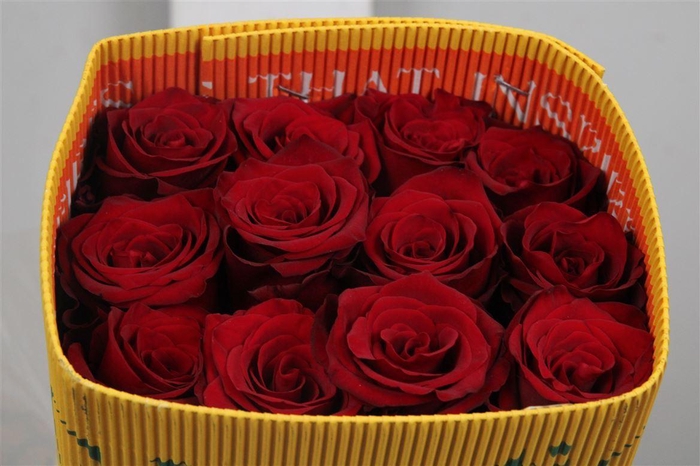 <h4>R Gr Explorer Ec</h4>