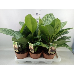 Aglaonema   ...