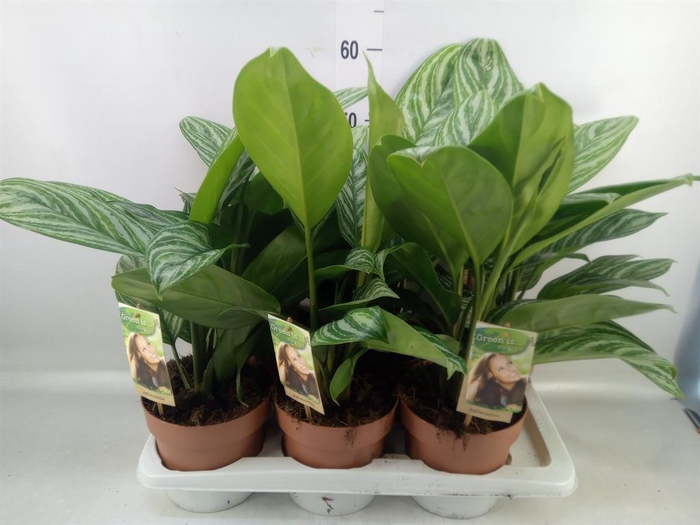 <h4>Aglaonema ...</h4>
