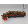 Gaultheria P V Berry