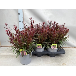 Gaura lindheimeri 'Belleza Comp Pk'