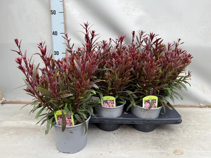 <h4>Gaura lindheimeri 'Belleza Comp Pk'</h4>