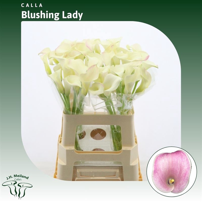 <h4>Calla Blushing Lady</h4>