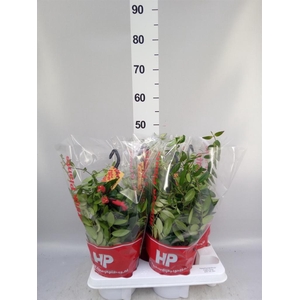 Aeschynanthus  'Caro Improved'