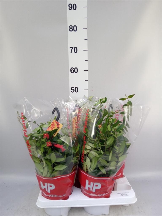 <h4>Aeschynanthus  'Caro Improved'</h4>