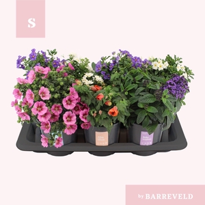 Kuipplanten struik mixtray