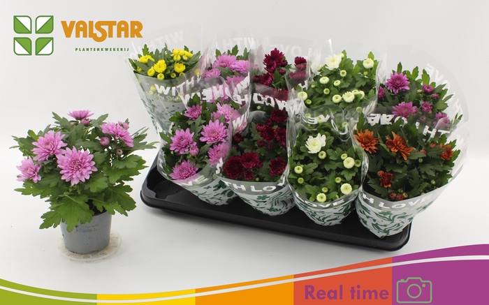 <h4>CHRYS GEM 6 KL</h4>