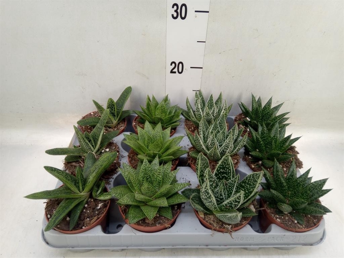 <h4>Aloe   ...mix</h4>