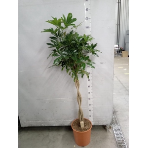 Schefflera arbor. 'Compacta'