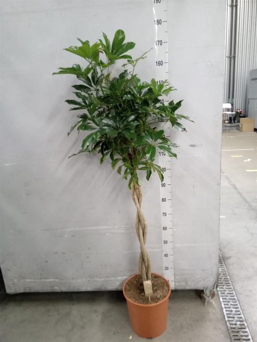 <h4>Schefflera arbor. 'Compacta'</h4>