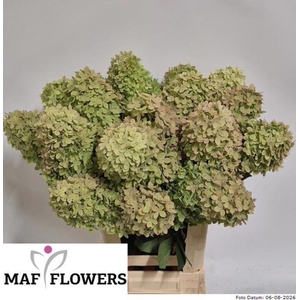 Hydrangea 'Magical Candle' 15cm