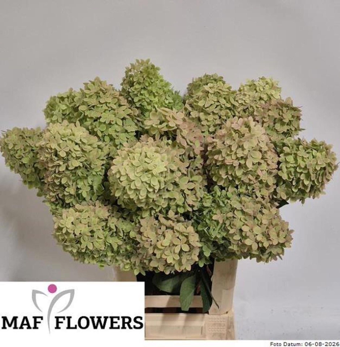 <h4>Hydrangea 'Magical Candle' 15cm</h4>