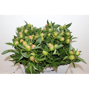 Paeo L Pink Hawaiian Coral