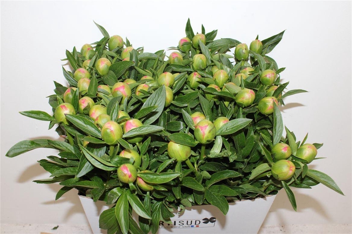 <h4>Paeo L Pink Hawaiian Coral</h4>