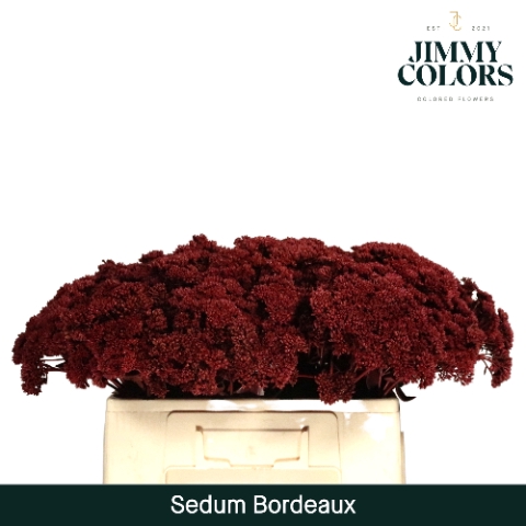 <h4>Sedum L55 Klbh. Bordeaux</h4>