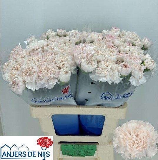 <h4>DI ST MOON GOLEM</h4>