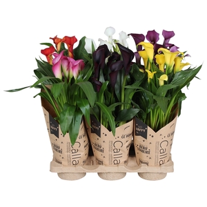 Zantedeschia gemengd Calla mix in kraft hoes