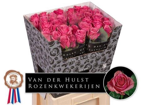 <h4>Rosa a grande fleur Kiss Me Kate</h4>