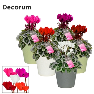 Cyclamen SS Picasso mix Ruby Decorum