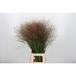 Panicum Warrior