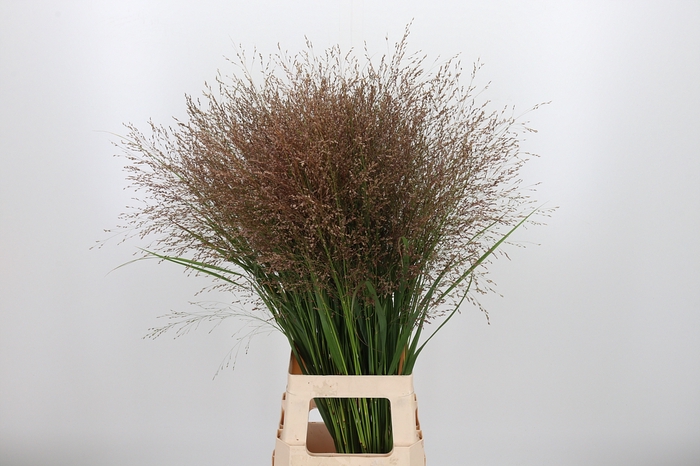 <h4>Panicum Warrior</h4>