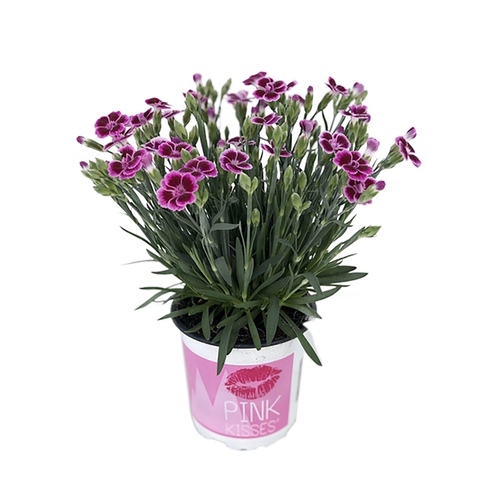 DIANTHUS PINK KISSES P06