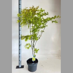 ACER PA SUMMER GOLD