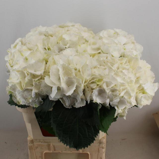 <h4>HYDR M SCHNEEBALL</h4>